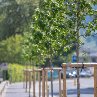 2022 Allee im Strassenraum